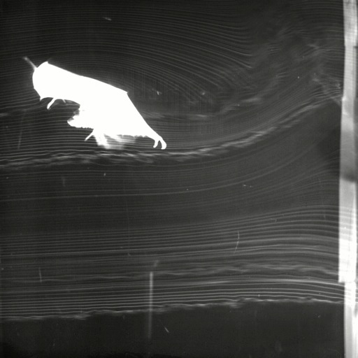 This video demonstrates the effect of the wings in the air as it flies. Thank you to Dr. Kenny Breuer et al at Brown University for use of this video.