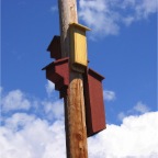 close up of 4 on pole.JPG