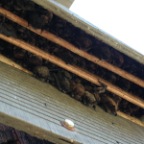 Lots of Bats!