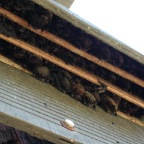 Yuma bats overflowing